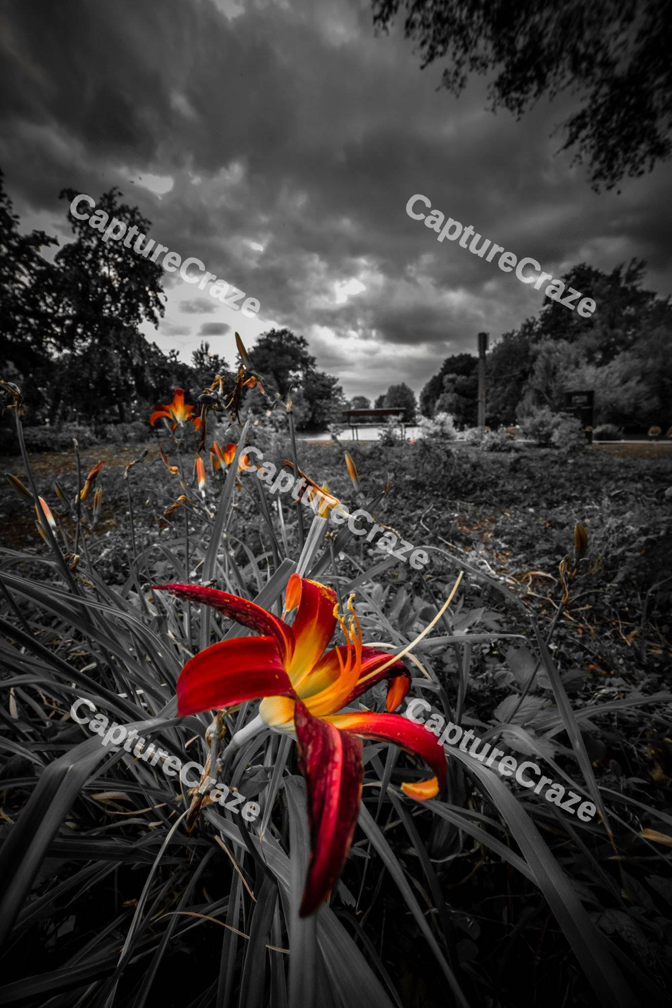 Daylilies